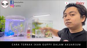 Ikan guppy ialah ikan yang amat gampang. Cara Ternak Ikan Guppy Dalam Akuarium Youtube
