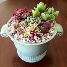 We did not find results for: Pin By Marisa On Green Succulent Gardening Succulents In Containers Succulents