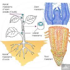 Check spelling or type a new query. Meristematic Cells Mitotically Active Cells That Produce New Cells And Tissues Primary Growth Of The Plant Occu Biology Plants Plant Tissue Cells And Tissues