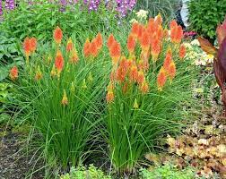 Kniphofia Plantas Red Hot Poker Plant Plants California Native Plants