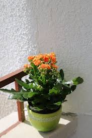 Kalanchoe Is The Most Popular Succulent You Ve Never Heard Of Plant Care Houseplant Kalanchoe Blossfeldiana Succulents