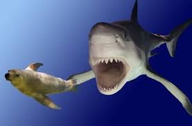 With both teams vying for top spot in the. Great White Shark Dies Apparently Choking On Sea Lion