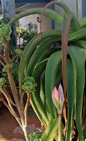 Image result for Acokanthera laevigata