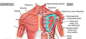 Muscles of the abdominal wall muscles of the abdominal wall. Anterior Extrinsic Shoulder Muscle Names Module 6 Flashcards Quizlet