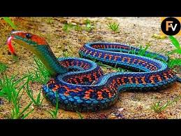 100 Most Weirdest Mand Rarest Animals In The World Real Pictures Not Photoshopped Youtube Beautiful Snakes Cool Snakes Animals Beautiful