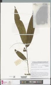 Image result for Klainedoxa