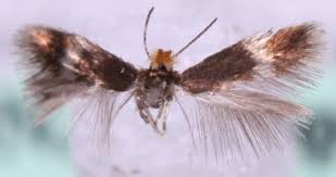 Image result for Stigmella anomalella