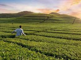 Lokasi kebun teh sukawana sendiri lumayan dekat dari kota bandung. 8 Spot Foto Kebun Teh Rancabali Ciwidey Harga Tiket 2021 1