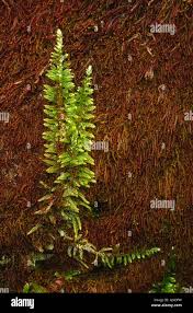 Image result for Strephonema sericeum