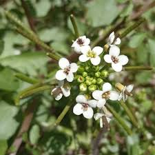 Image result for Nasturtium officinale