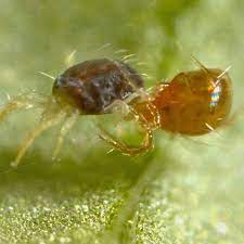 Lawns are great places for people and pets to play and lounge on. Beneficial Insects For Garden Greenhouse Planet Natural