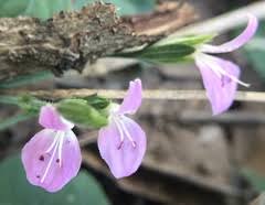 Image result for Dicliptera hensii