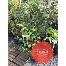 Anak Pokok Bidara Cepat Berbuah Shopee Malaysia