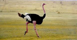 ostrich google images