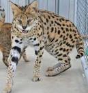 Savannah Cat - Size,Diet,Temperament,Price.