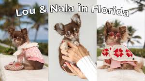 An UNFORGETTABLE Vacation 🤩🌴 (Lou & Nala's 1st Florida Vacation) - YouTube