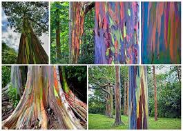 Rainbow Eucalyptus Eukalyptus Deglupta Eukalyptus Natur