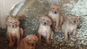 Black is the breed's genetically dominant color, but labs can also be yellow, brown, red, cream, and white. Fox Red Labrador Puppies The Farming Forum