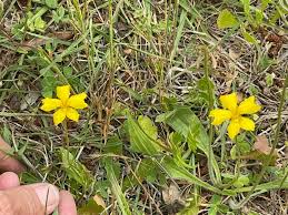 Image result for Wahlenbergia huttonii