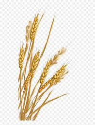 We would like to show you a description here but the site won't allow us. Images In Collection Page Kolos Png Hd Png Download 518x1024 6843940 Pngfind