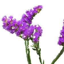 Tissue paper flowers tutorial easy. Tissue Culture Statice Purple Flower Fiftyflowers Com