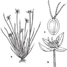 Image result for Exochaenium platypterum