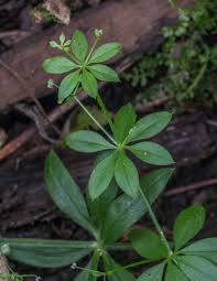 Image result for Galium