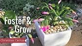 So festive and so pink. How To Care For Christmas Cactus The Home Depot Youtube