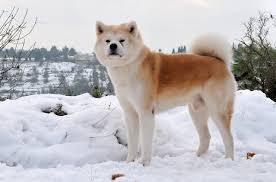 akita