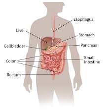 Lymphoma is connected with feline leukemia, a viral infection. Colorectal Cancer Central Care Cancer Center
