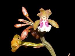 Image result for Oeceoclades maculata