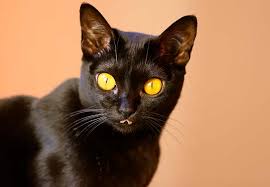 Burmilla cats are intelligent, figuring things out, such as how to get a door open, and learning tricks. Cats That Don T Shed Bengal Cats
