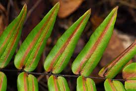 Image result for Pellaea doniana