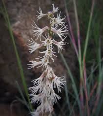 Image result for Holothrix