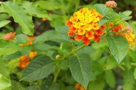 Image result for Lantana