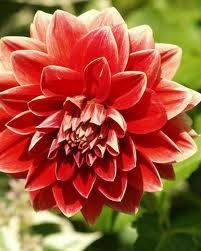 Pin On Flowers