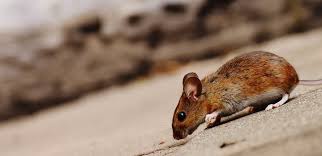 Our list of top 5 pest control companies has been found reputable for providing quality pest control services in the united states. Factors To Consider When Looking For A Pest Control Company Homestead News