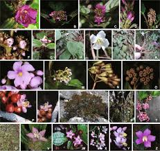 Image result for Ochthocharis dicellandroides