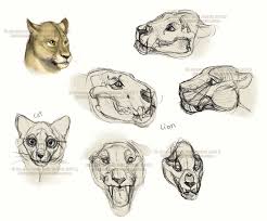 Lion Skull Study Sketches By Nadiavanderdonk On Deviantart Animal Drawings Animals Animal Skulls