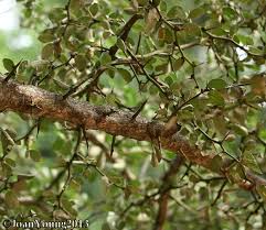 Image result for Balanitaceae