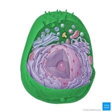 We did not find results for: Eukaryotic Cell Definition Structure And Organelles Kenhub