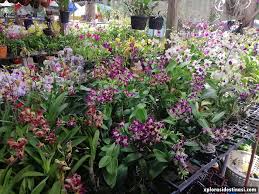 Nama bunga ini ialah kembang sepatu. Bunga Orkid Padang Besar Xplorasi Destinasi