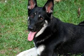If you are looking for suggestion or ideas to choose dog names female then you will. 59 Fantastic Dog Names That Mean Loyal Dogvills