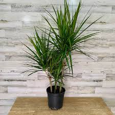 Image result for dracaena