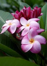 Plumeria Rubra Frangipani Catania Botanischer Garten Plumeria Flowers