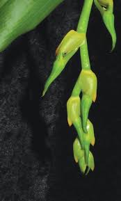 Image result for Cyrtorchis neglecta