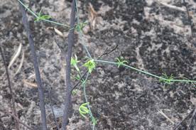 Image result for Trochomeria hookeri