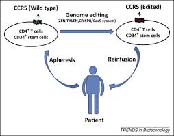 Maraviroc binds deep in the receptor pocket and locks the. Genome Editing Based Hiv Therapies Trends In Biotechnology