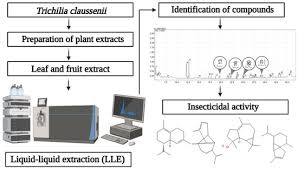 Image result for Trichilia capitata