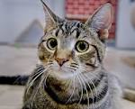 Domestic Shorthair - Cats | Catster